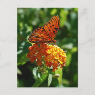 Gulf Fritillary Butterfly Postcard