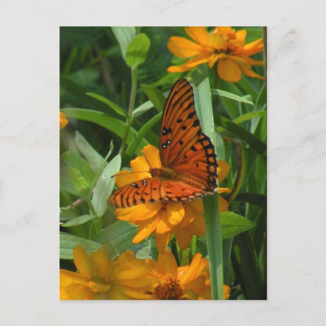 Gulf Fritillary Butterfly Postcard (Front)