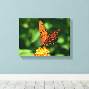 Gulf fritillary Butterfly Stretched Canvas Print
