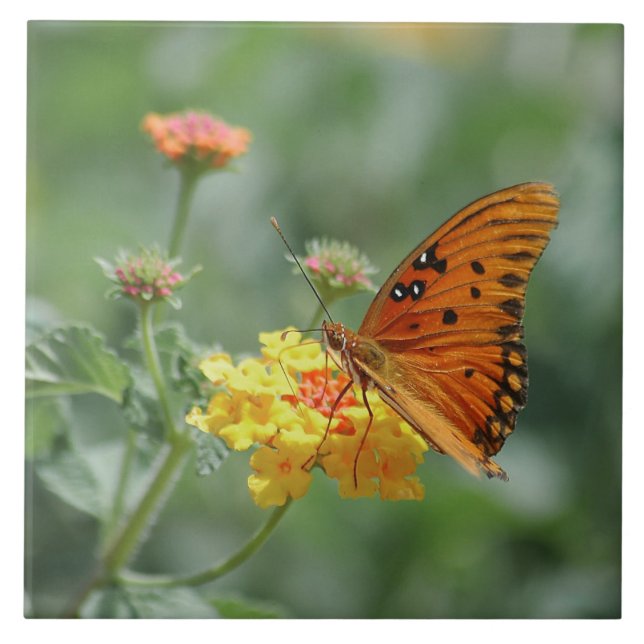 Gulf fritillary Butterfly Stretched  Tile (Front)
