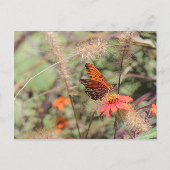 Gulf Fritillary on Zinnia Postcard (Front)