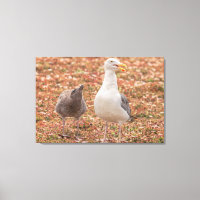 Gull and chick