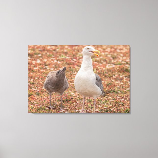 Gull and chick canvas print (Front)