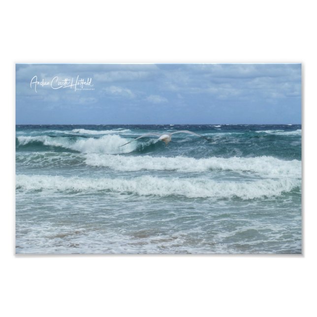 Gull and Sea Photo Print (Front)