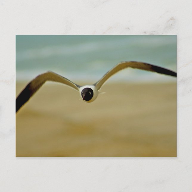 Gull Coming at Me Postcard (Front)