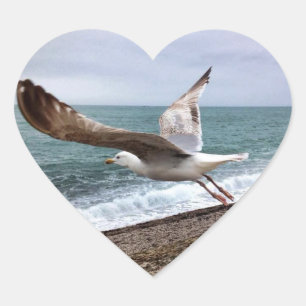 Gull Etretat France Heart Sticker