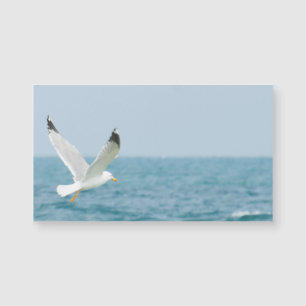 Gull flying above sea
