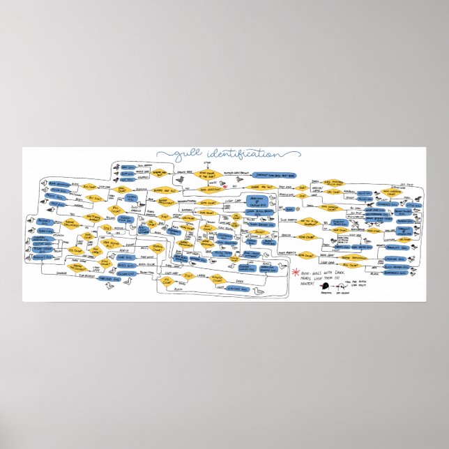 Gull Identification Flowchart Poster (Front)