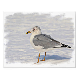 Gull in the snow photo print