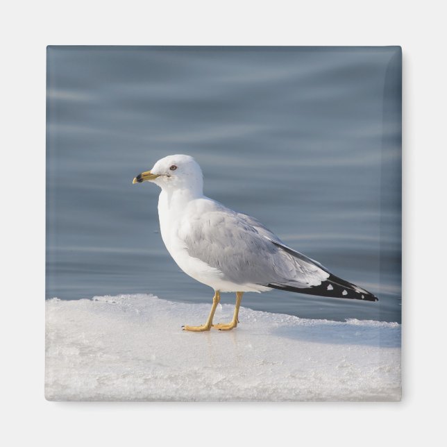 Gull on ice magnet (Front)