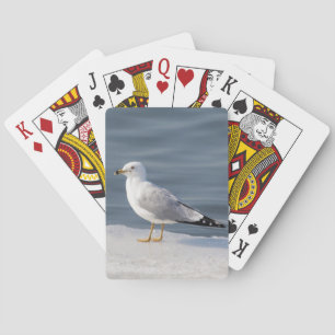 Gull on ice playing cards
