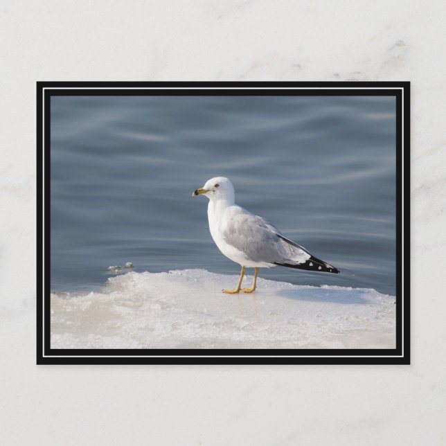Gull on ice postcard (Front)