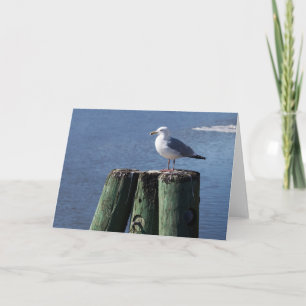Gull on Pilings Card