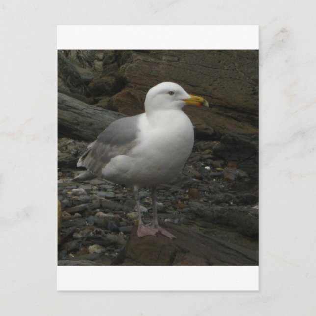 Gull on the rocks postcard (Front)