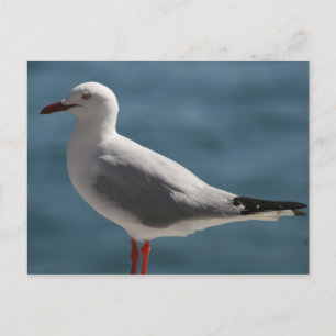 gull postcard