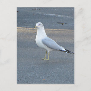 Gull Postcard