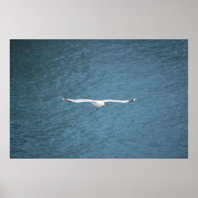 Gull Poster (Front)
