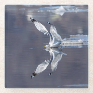 Gull Reflections Glass Coaster