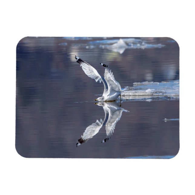 Gull Reflections Magnet (Horizontal)