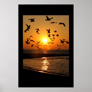 Gull sunset print