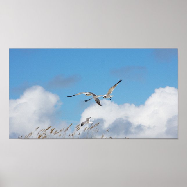 Gull Trio 2 Poster (Front)