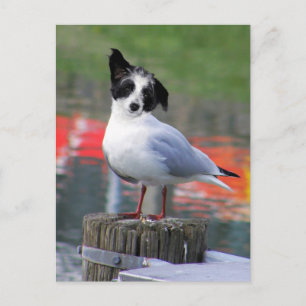Gulldog Postcard