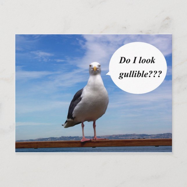 gullible seagull postcard (Front)