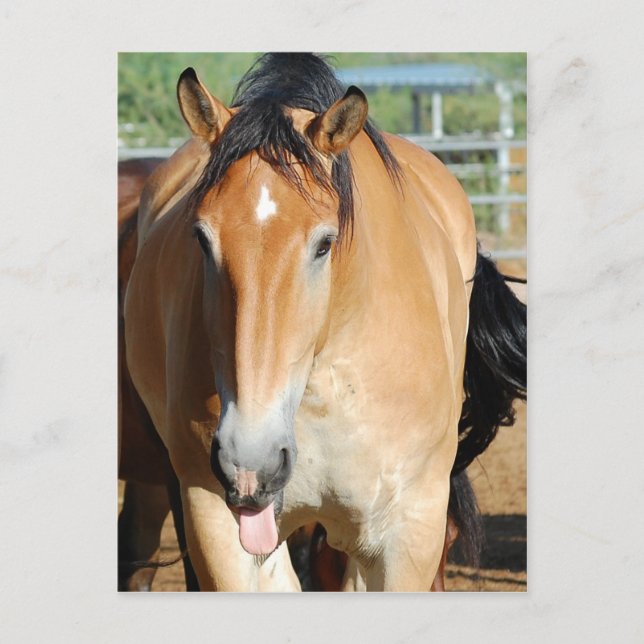 Gulliver Tongue Out Postcard (Front)