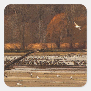 Gulls and Geese Square Sticker