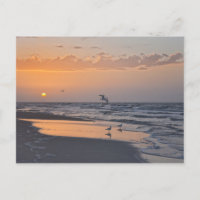 Gulls at Sunrise on a Florida Beach
