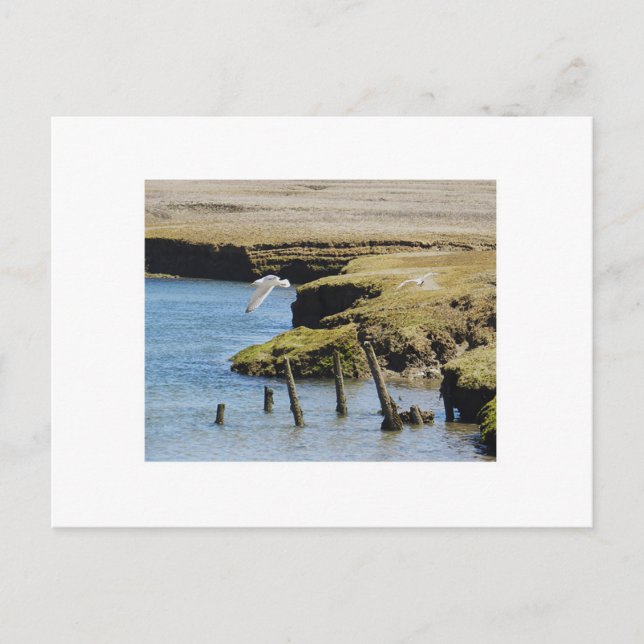 Gulls in Flight Postcard (Front)