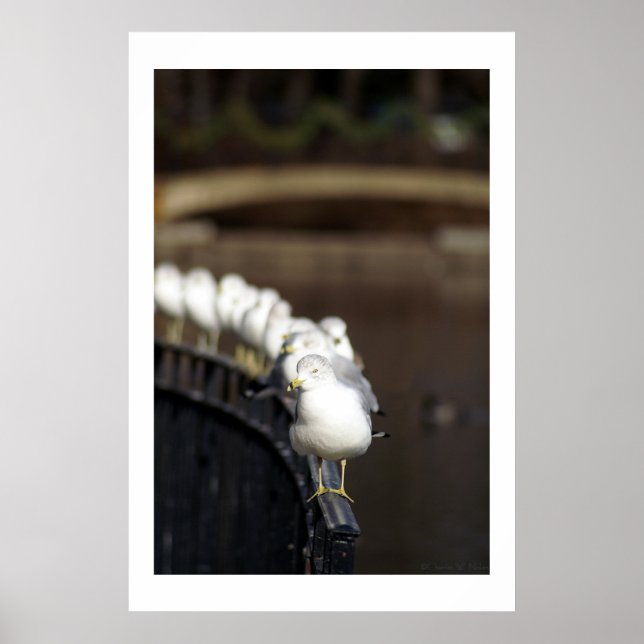 Gulls in line poster (Front)