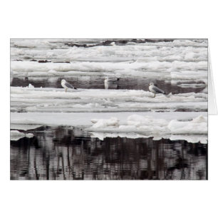 Gulls On Ice