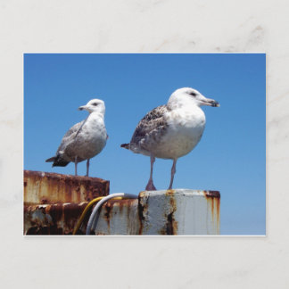 Gulls Postcard