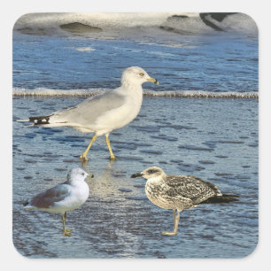 Gulls Square Sticker