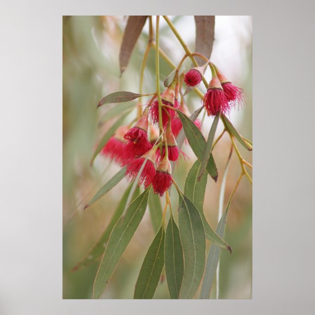 Gum Blossoms Poster (Front)