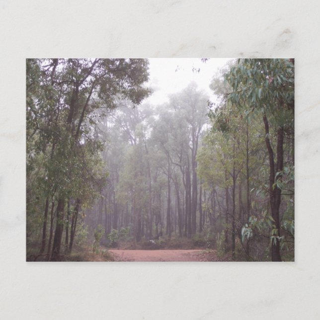 Gum Trees Postcard (Front)