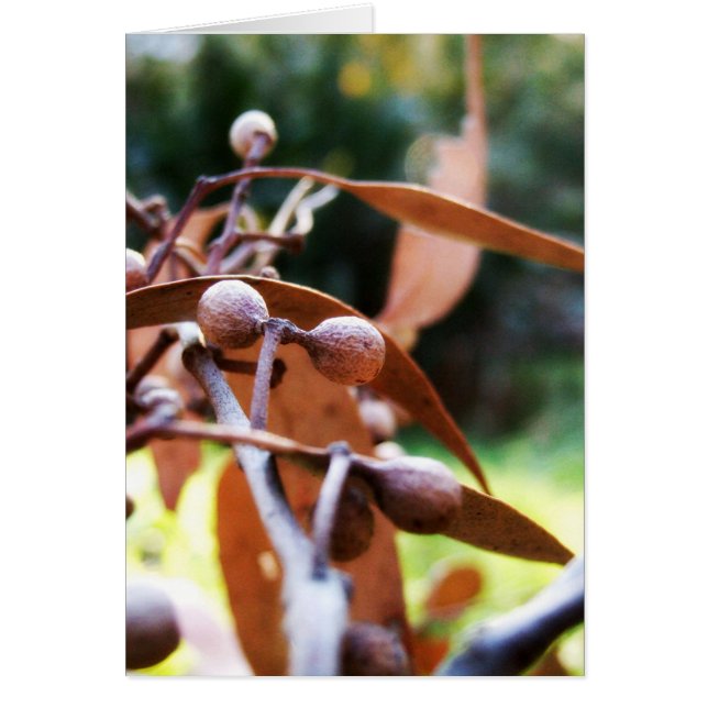 gumnuts Card (Front)