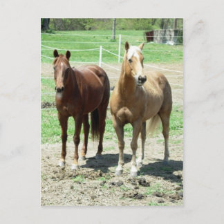 Gumpy and Limited Postcard