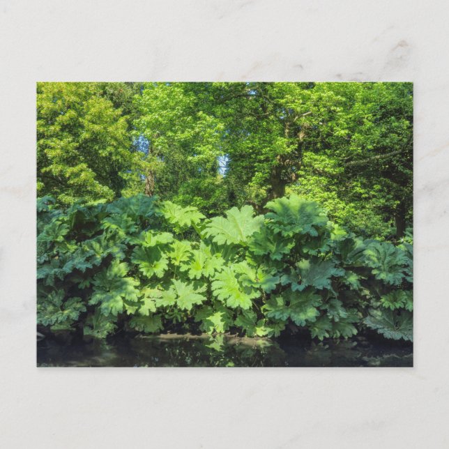 Gunnera Tinctoria. Bute Park, Cardiff, Wales. Postcard (Front)