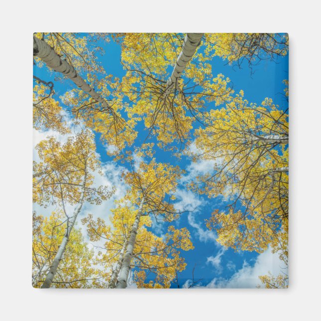 Gunnison National Forest Colorado Magnet (Front)