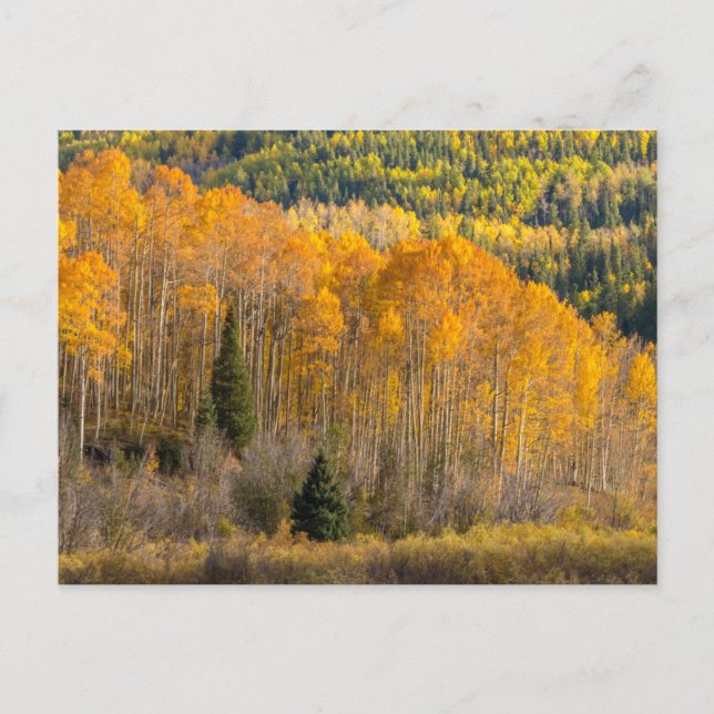 Gunnison National Forest Postcard (Front)