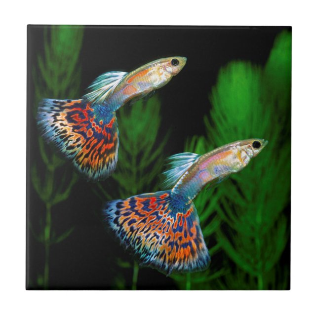 Guppies Tile (Front)
