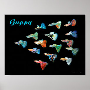 Guppy Poster