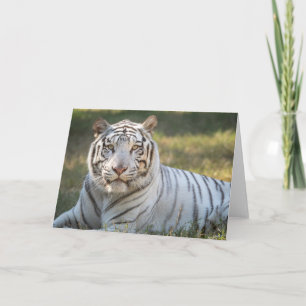 Gus - card