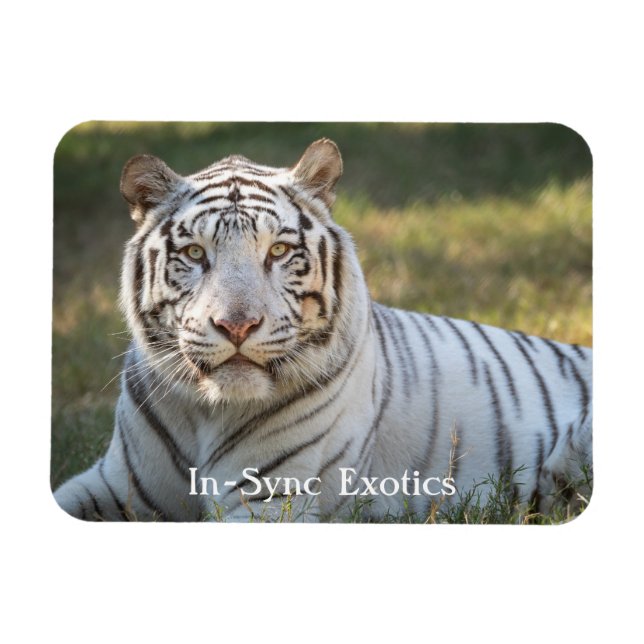 Gus - magnet (Horizontal)