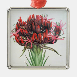 Gymea Lily, 1826 (w/c on paper) Metal Tree Decoration