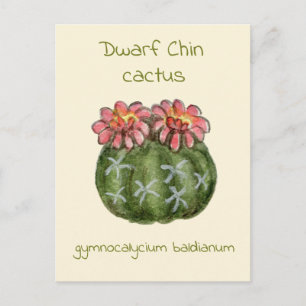 Gymnocalycium Baldianum cactus postcard
