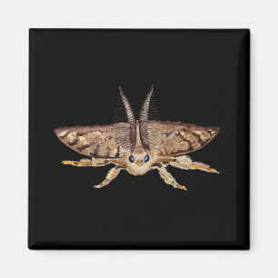 Gypsy moth, Lymantria dispar dispar Zoological Magnet