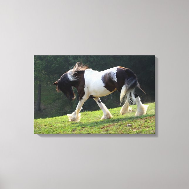 Gypsy Vanner Canvas Print (Front)